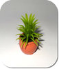 Miniatur Grünpflanze