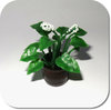 Miniatur Grünpflanze mit Blüten