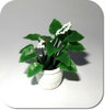 Miniatur Grünpflanze mit Blüten
